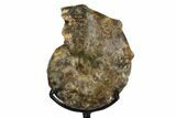 Cretaceous Ammonite (Mammites) Fossil with Metal Stand - Morocco #164218-3